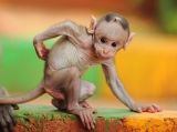Avatar de tough_monkey