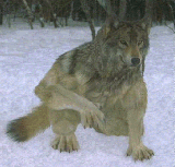Avatar de wolfmann